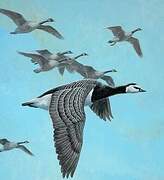 Barnacle Goose