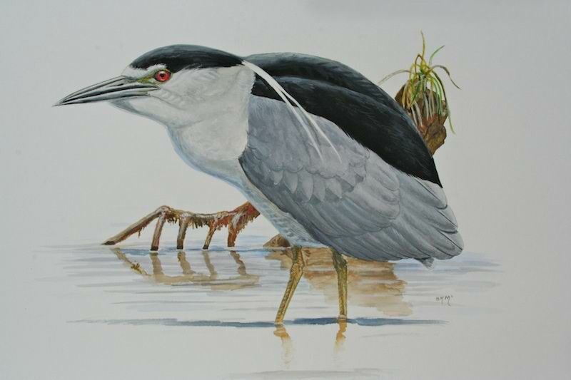 Black-crowned Night Heron