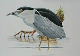 Black-crowned Night Heron