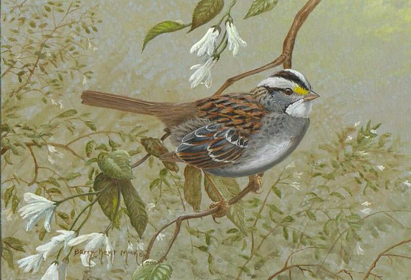 White-throated Sparrow