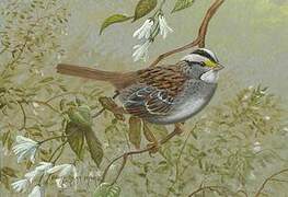 White-throated Sparrow