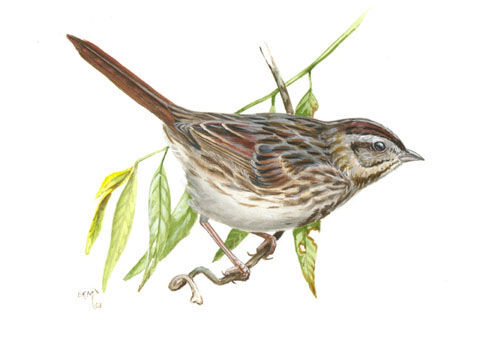 Song Sparrow