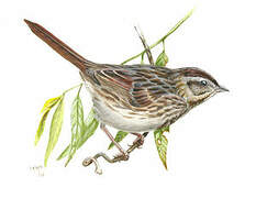 Song Sparrow