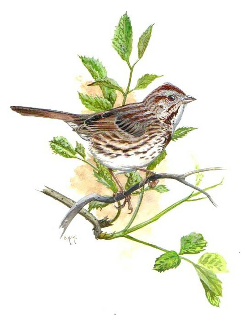 Song Sparrow