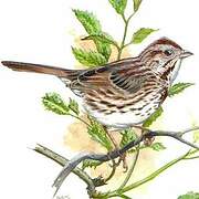 Song Sparrow