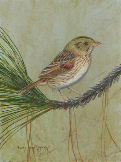 Henslow's Sparrow