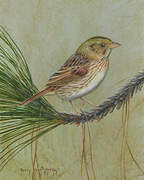 Henslow's Sparrow