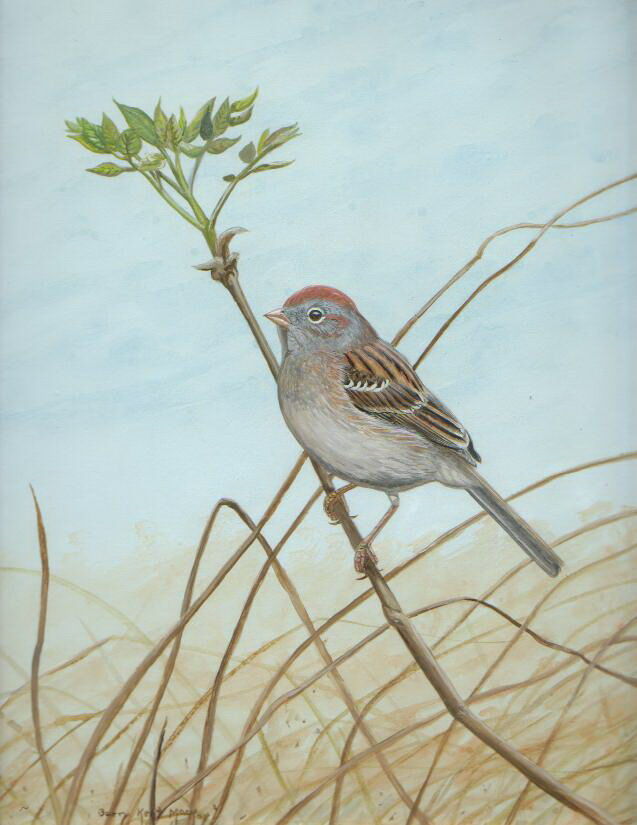 Field Sparrow