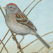 Field Sparrow