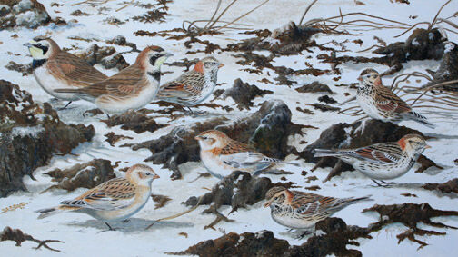 Lapland Longspur