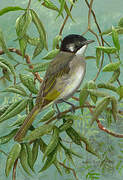 Light-vented Bulbul