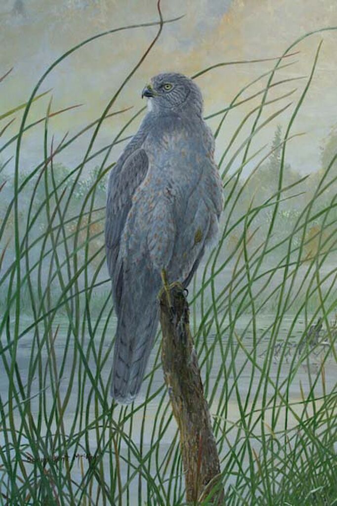 Northern Harrier