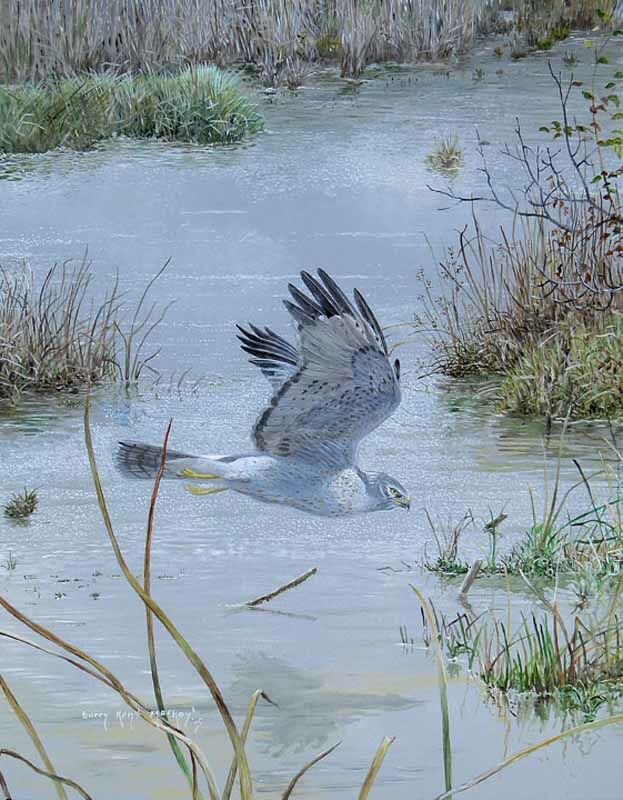 Northern Harrier