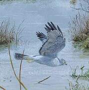 Northern Harrier