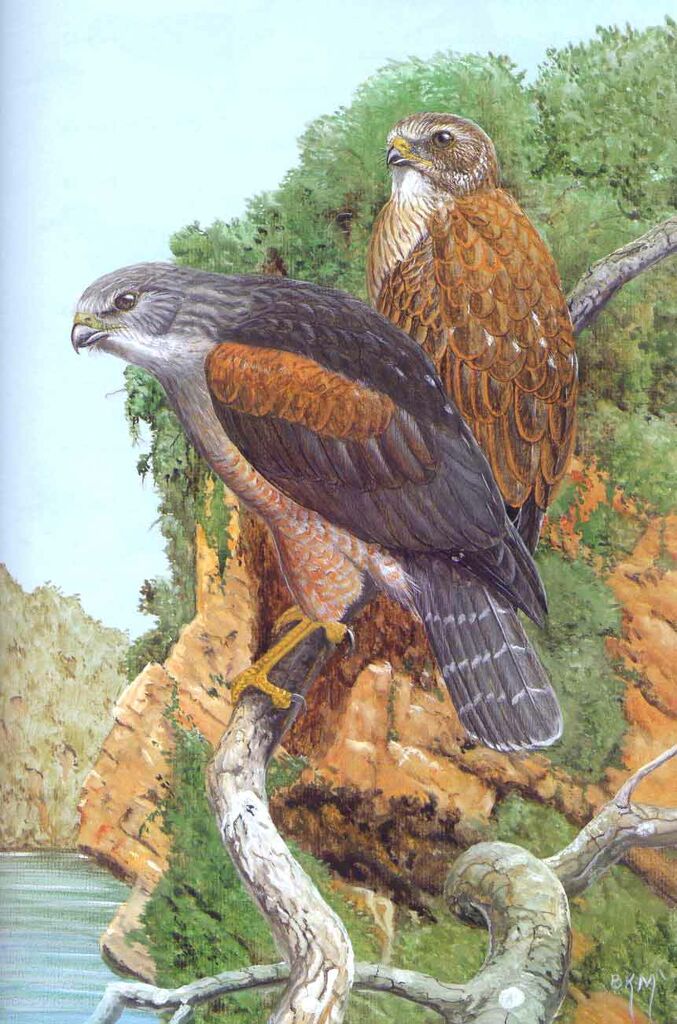 Ridgway's Hawk