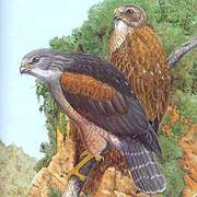 Ridgway's Hawk