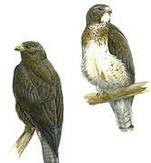 Swainson's Hawk