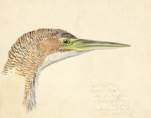 Pinnated Bittern