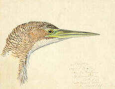 Pinnated Bittern