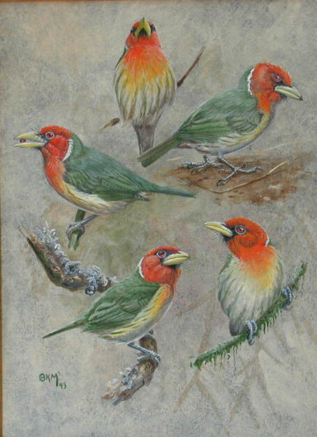 Red-headed Barbet