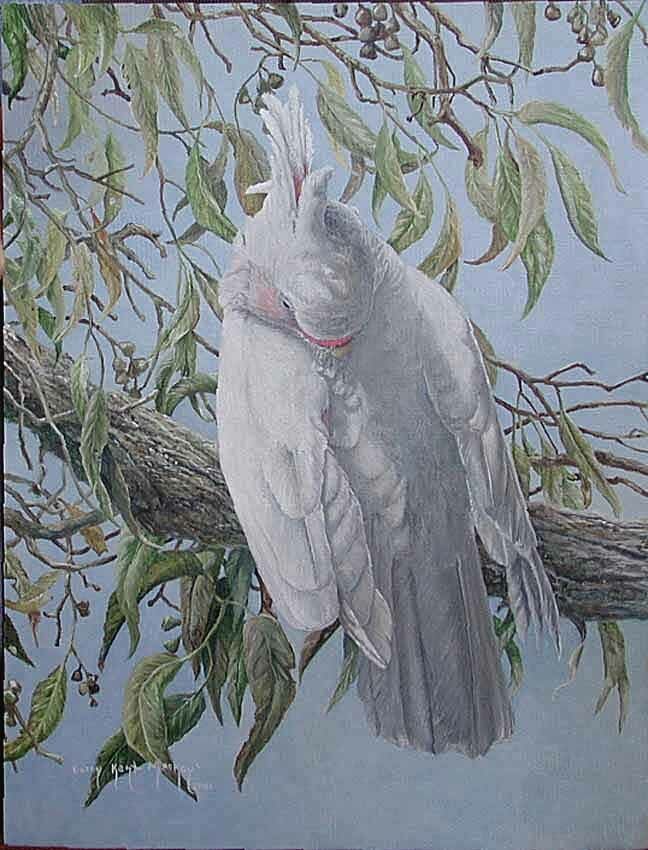 Major Mitchell's Cockatoo