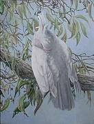 Pink Cockatoo