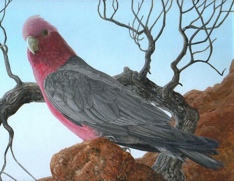 Galah