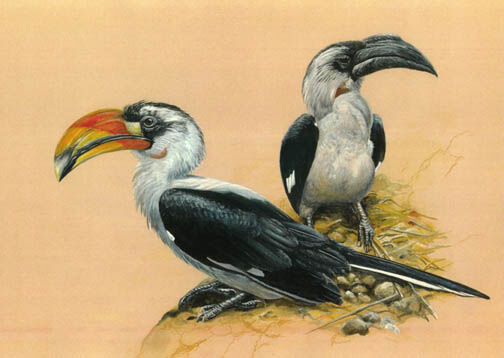 Von der Decken's Hornbill