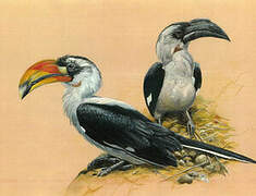 Von der Decken's Hornbill