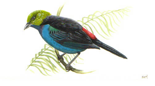 Paradise Tanager