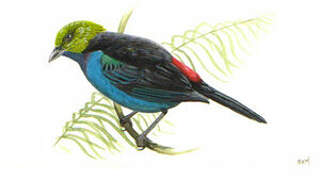 Paradise Tanager