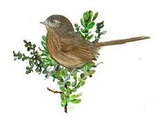 Wrentit