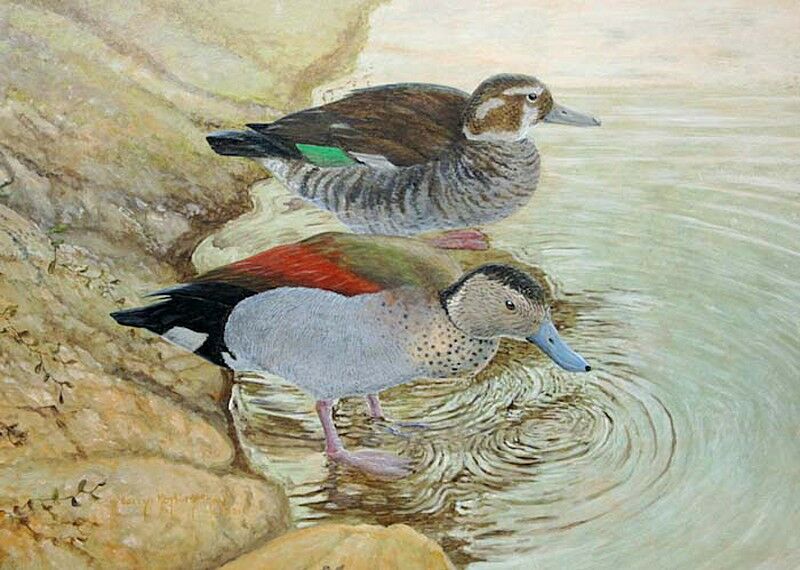 Ringed Teal