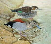 Ringed Teal