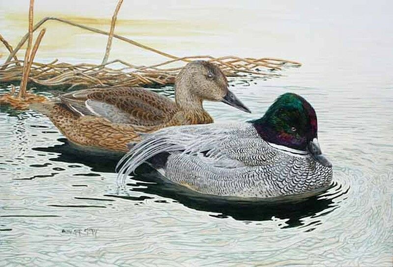 Falcated Duck