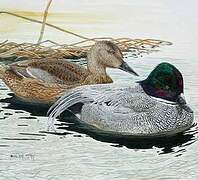 Falcated Duck