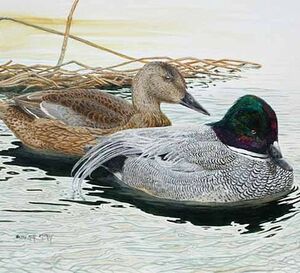 Canard à faucilles