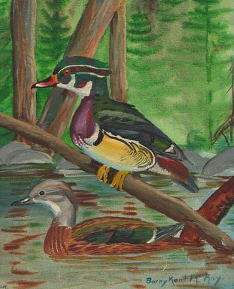 Wood Duck