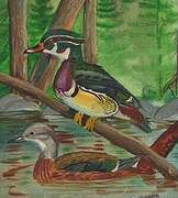 Wood Duck