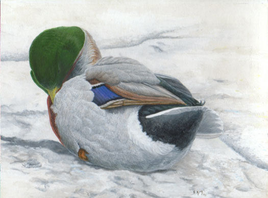 Mallard