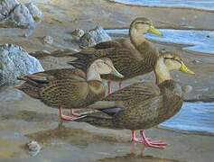 American Black Duck