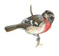 Rose-breasted Grosbeak