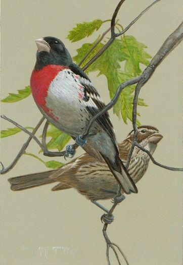 Rose-breasted Grosbeak