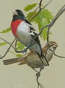 Rose-breasted Grosbeak