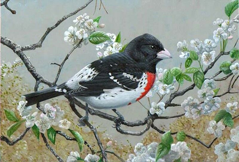 Rose-breasted Grosbeak