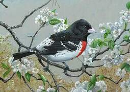 Rose-breasted Grosbeak