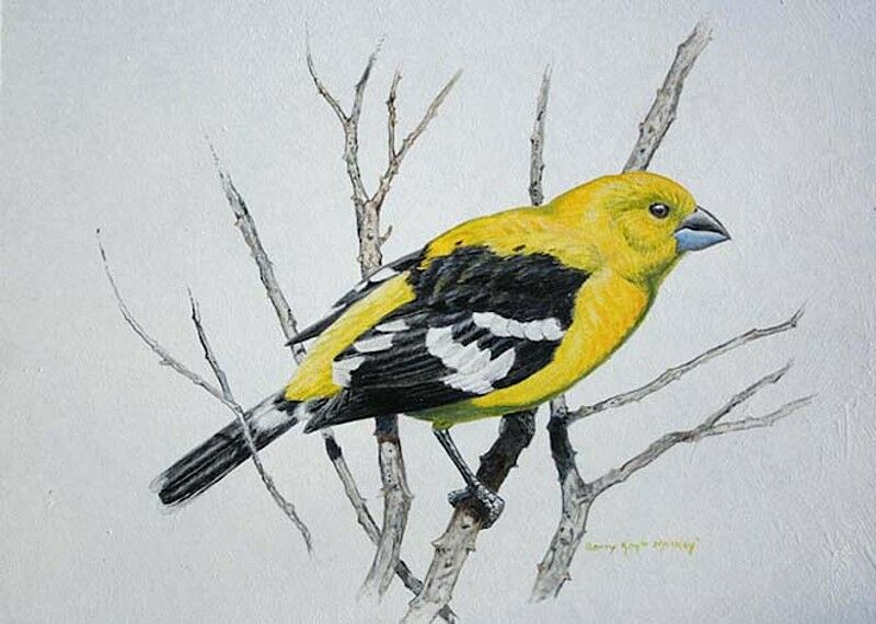 Golden Grosbeak