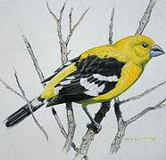 Golden Grosbeak