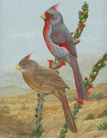 Cardinal pyrrhuloxia