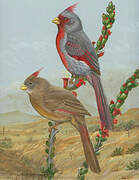 Cardinal pyrrhuloxia